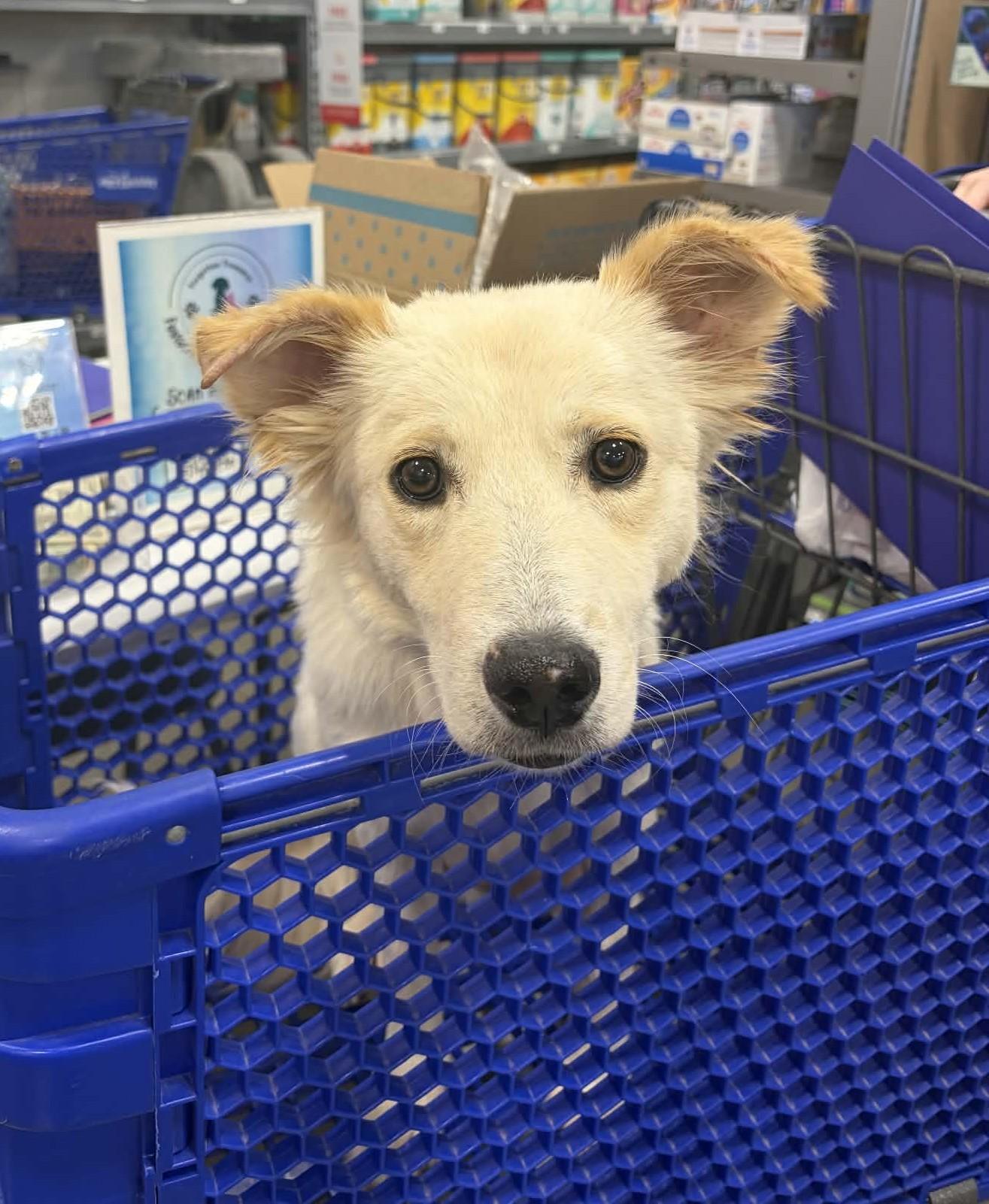 Enlarge Bambi, a Adoptable mixed breed in Meeker, OK image 2/3