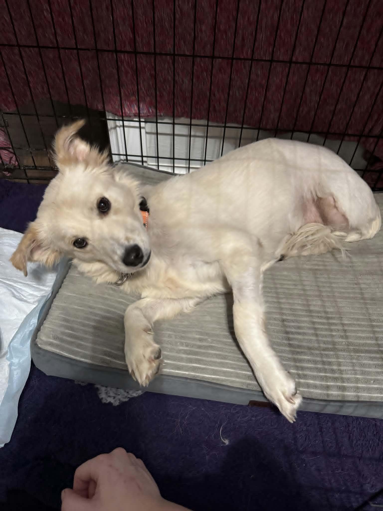 Enlarge Bambi, a Adoptable mixed breed in Meeker, OK image 3/3