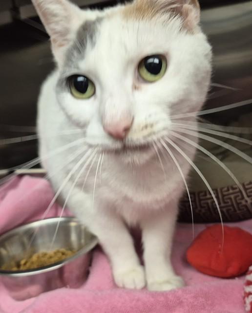 Enlarge CUDDLES, a Adoptable Domestic Short Hair in Decatur, IL image 1/1