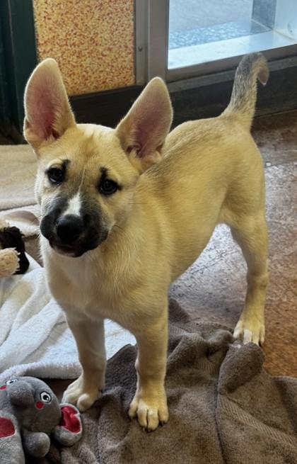 Rapunzel, adopted, Puppy Female Siberian Husky.