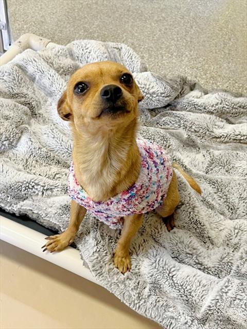 MELLY, Adoptable, Young Female Chihuahua & Mixed Breed.