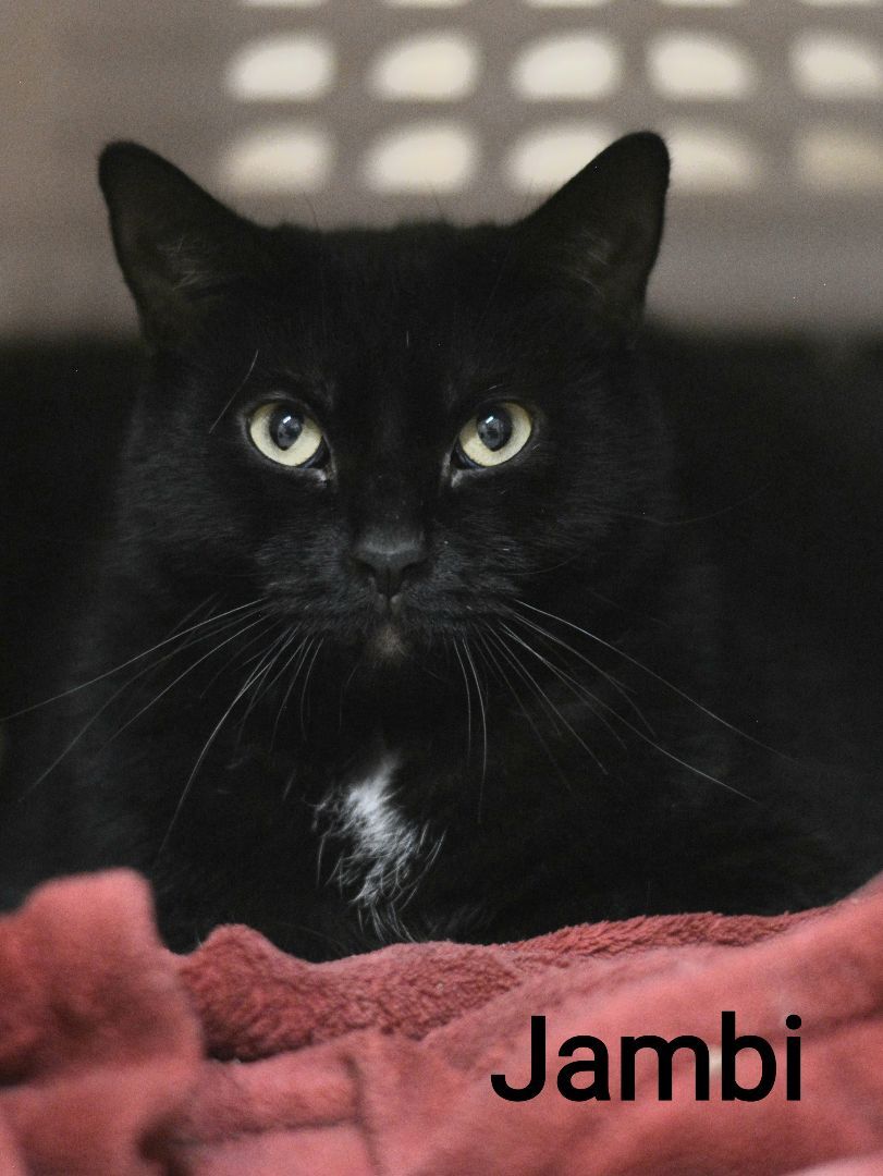 Jambi, Adoptable, Adult Male Domestic Short Hair.