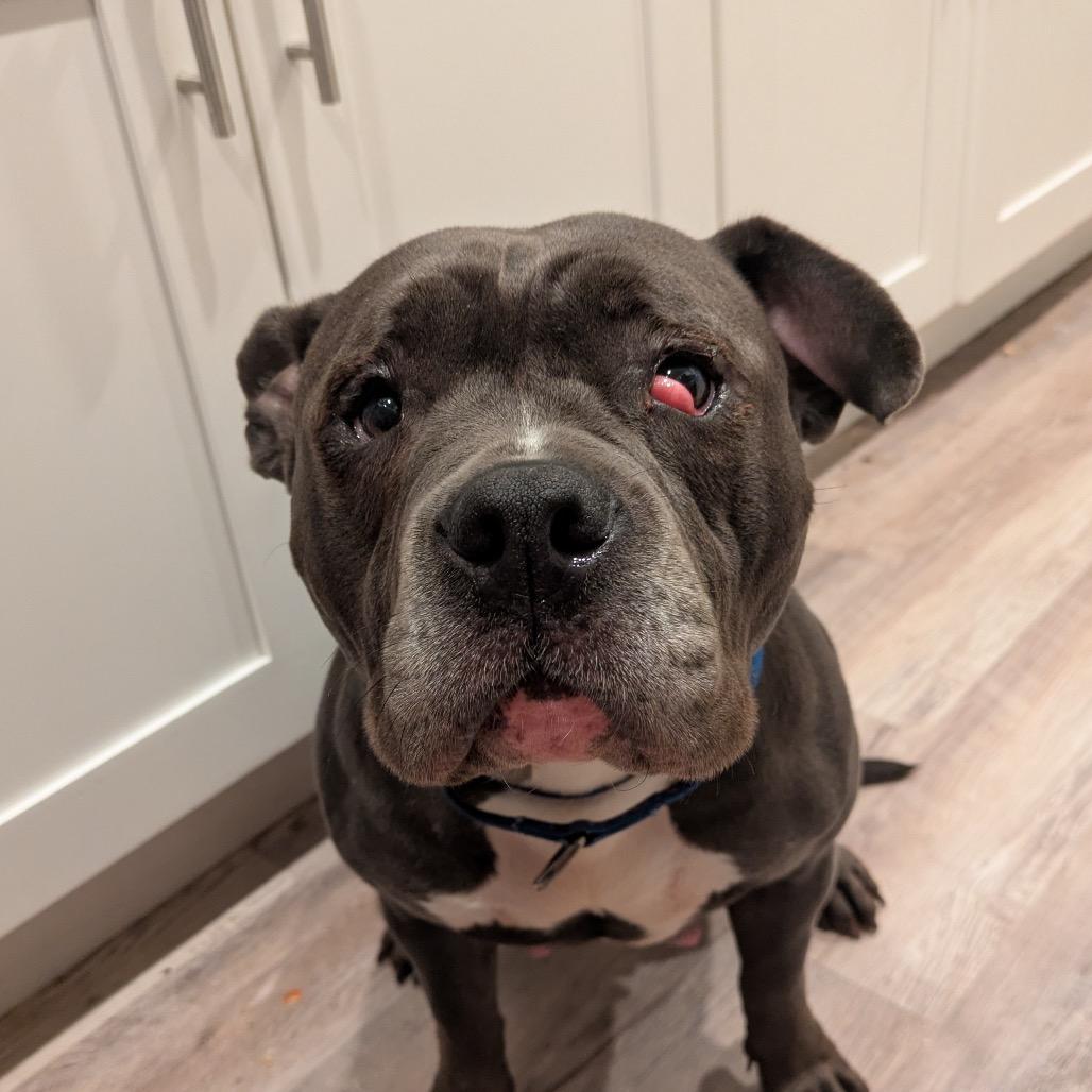 Enlarge Grenadine, a Adoptable mixed breed in Chicago, IL image 1/3
