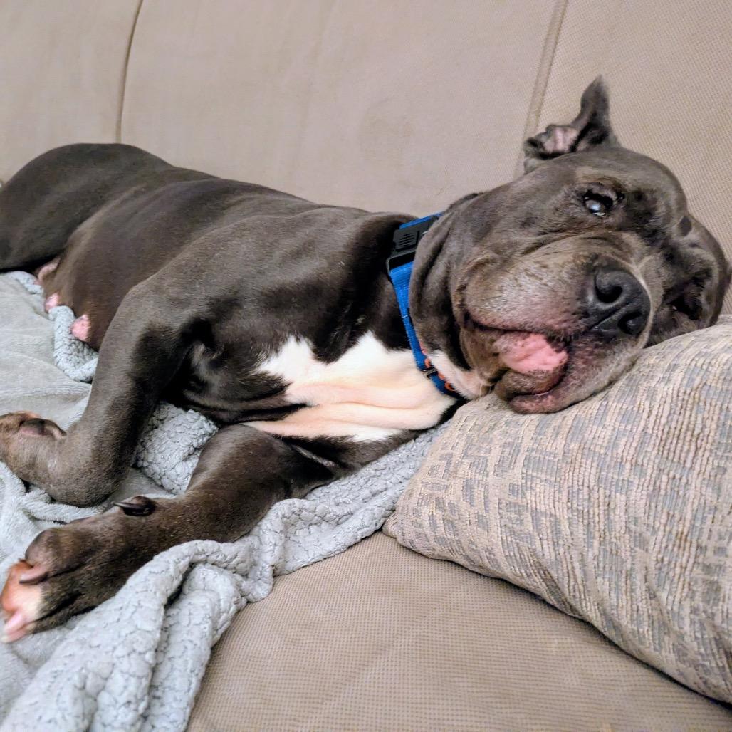 Enlarge Grenadine, a Adoptable mixed breed in Chicago, IL image 2/3