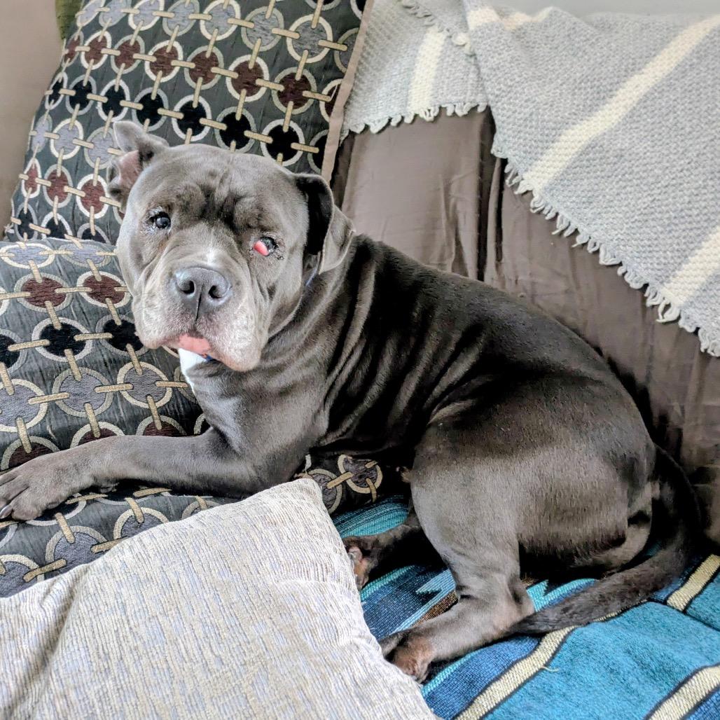 Enlarge Grenadine, a Adoptable mixed breed in Chicago, IL image 3/3