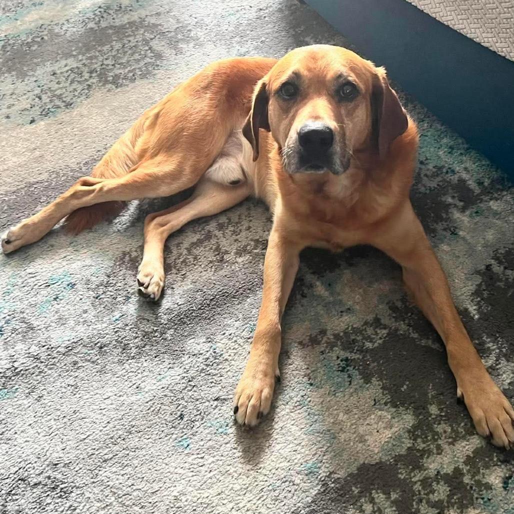 Brutus*, Adoptable, Adult Male Labrador Retriever & Mixed Breed.