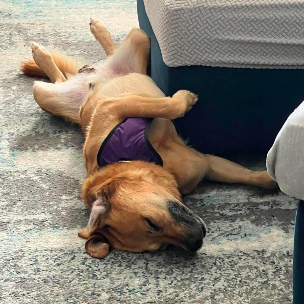 Enlarge Brutus*, a Adoptable mixed breed in Phoenix, MD image 2/4