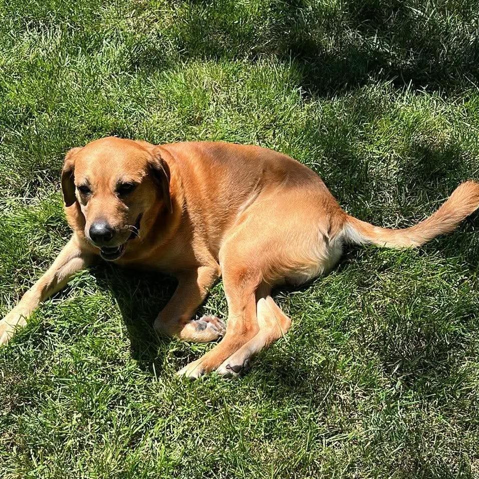 Enlarge Brutus*, a Adoptable mixed breed in Phoenix, MD image 3/4