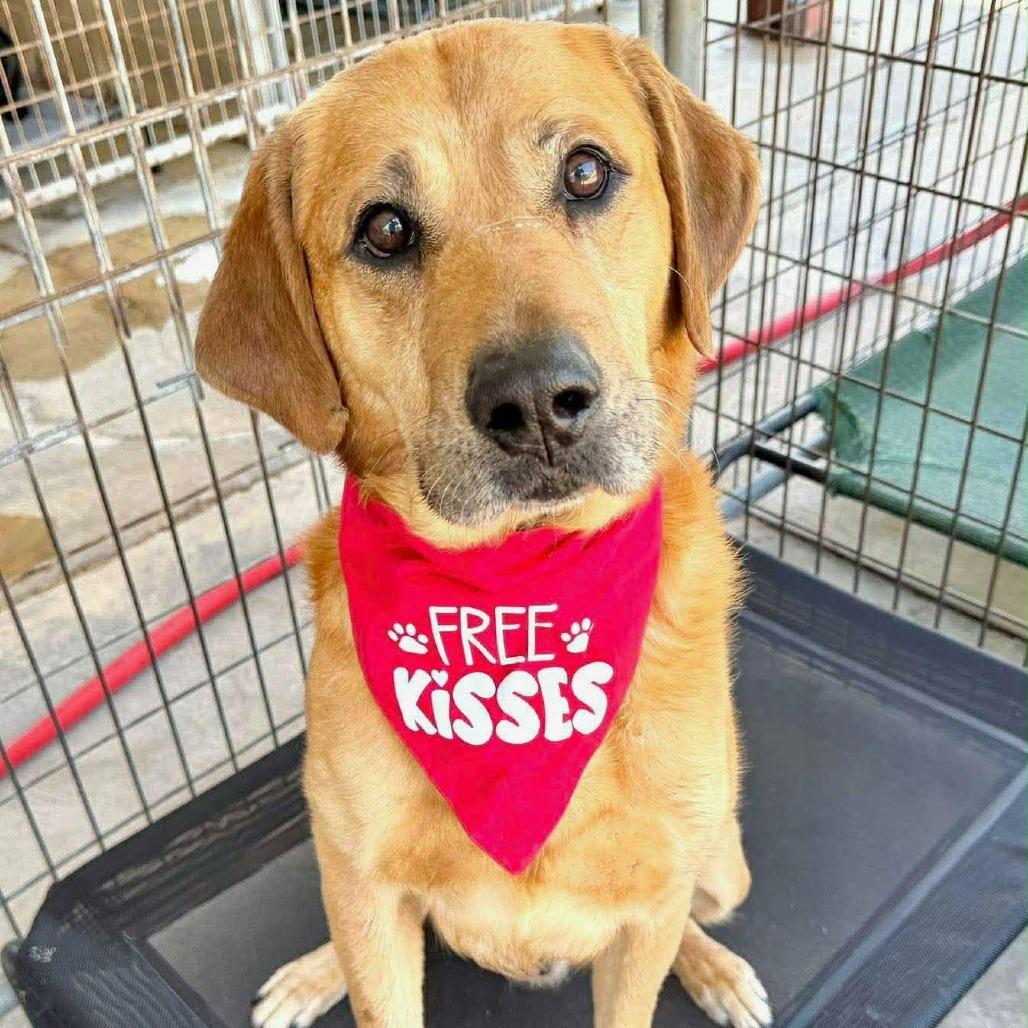 Enlarge Brutus*, a Adoptable mixed breed in Phoenix, MD image 4/4
