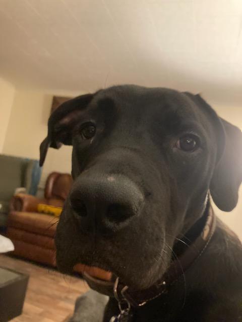 Sam, a Adoptable mixed breed in Maryville, TN image 1/3