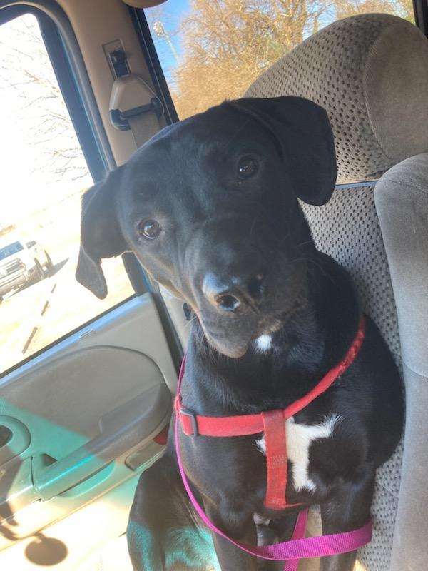 Sam, a Adoptable mixed breed in Maryville, TN image 2/3