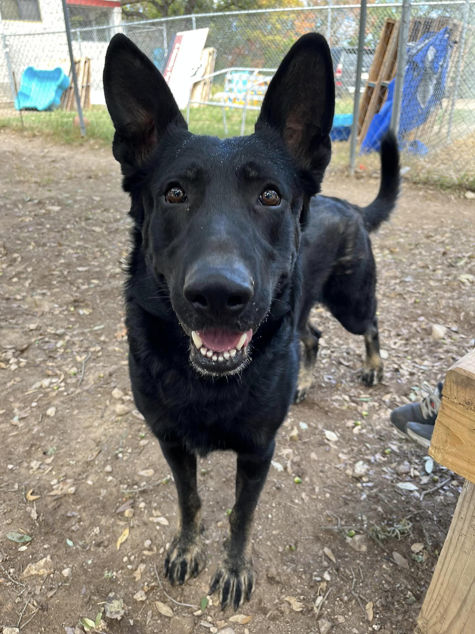 Kalu, an adoptable mixed breed in Georgetown, TX image 2/5