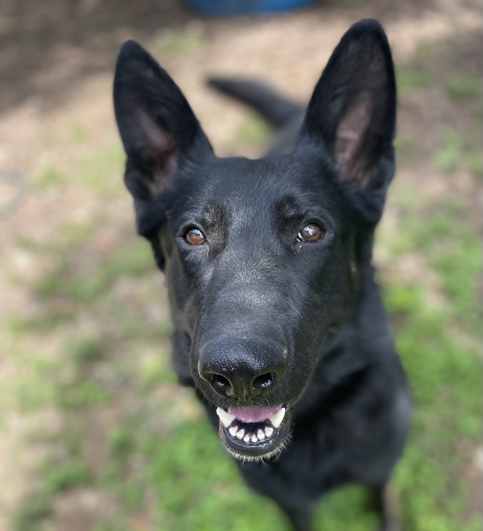 Kalu, an adoptable mixed breed in Georgetown, TX image 1/5