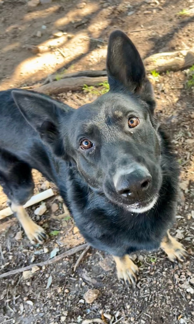 Kalu, an adoptable mixed breed in Georgetown, TX image 4/5