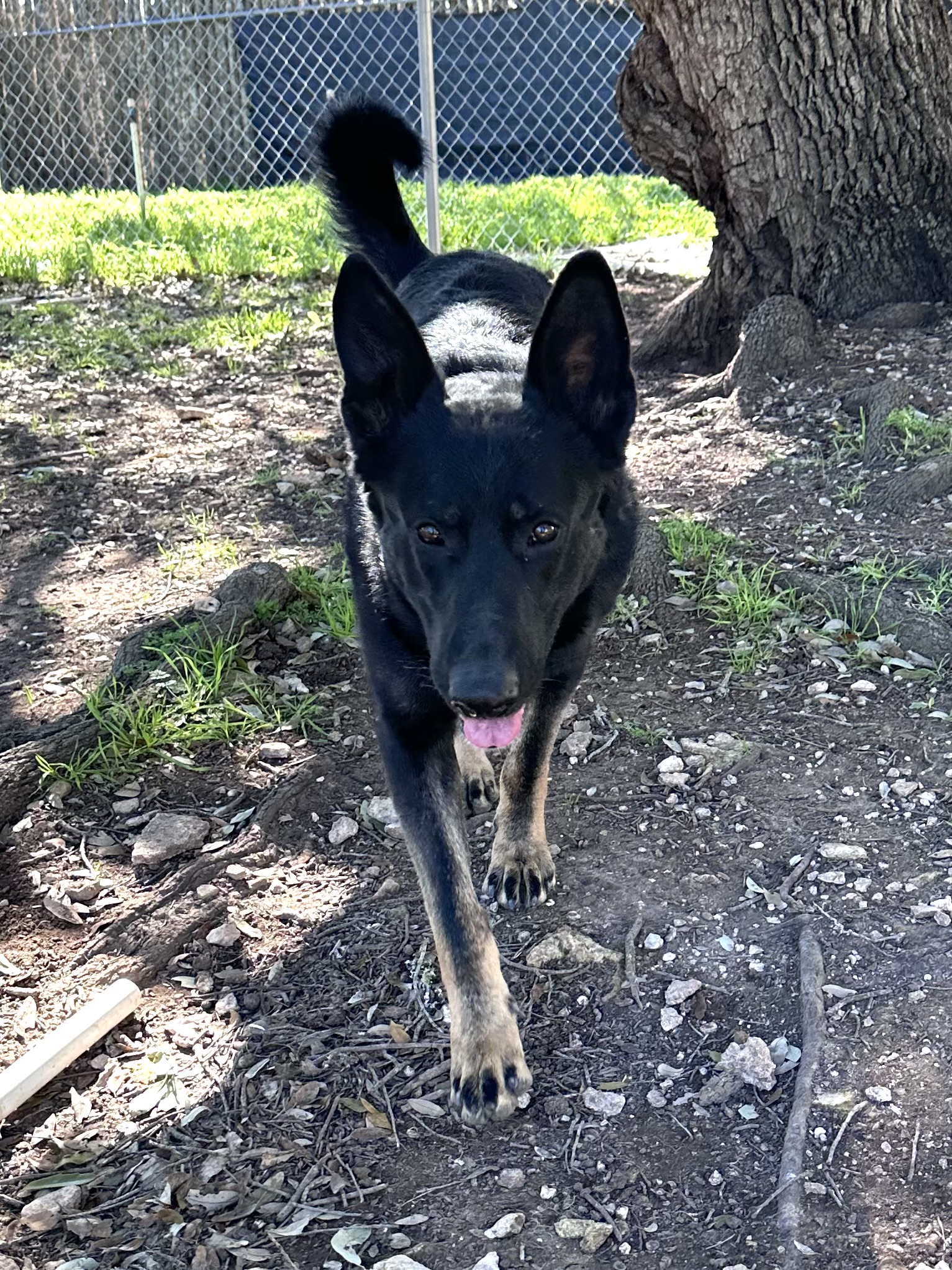 Kalu, an adoptable mixed breed in Georgetown, TX image 3/5