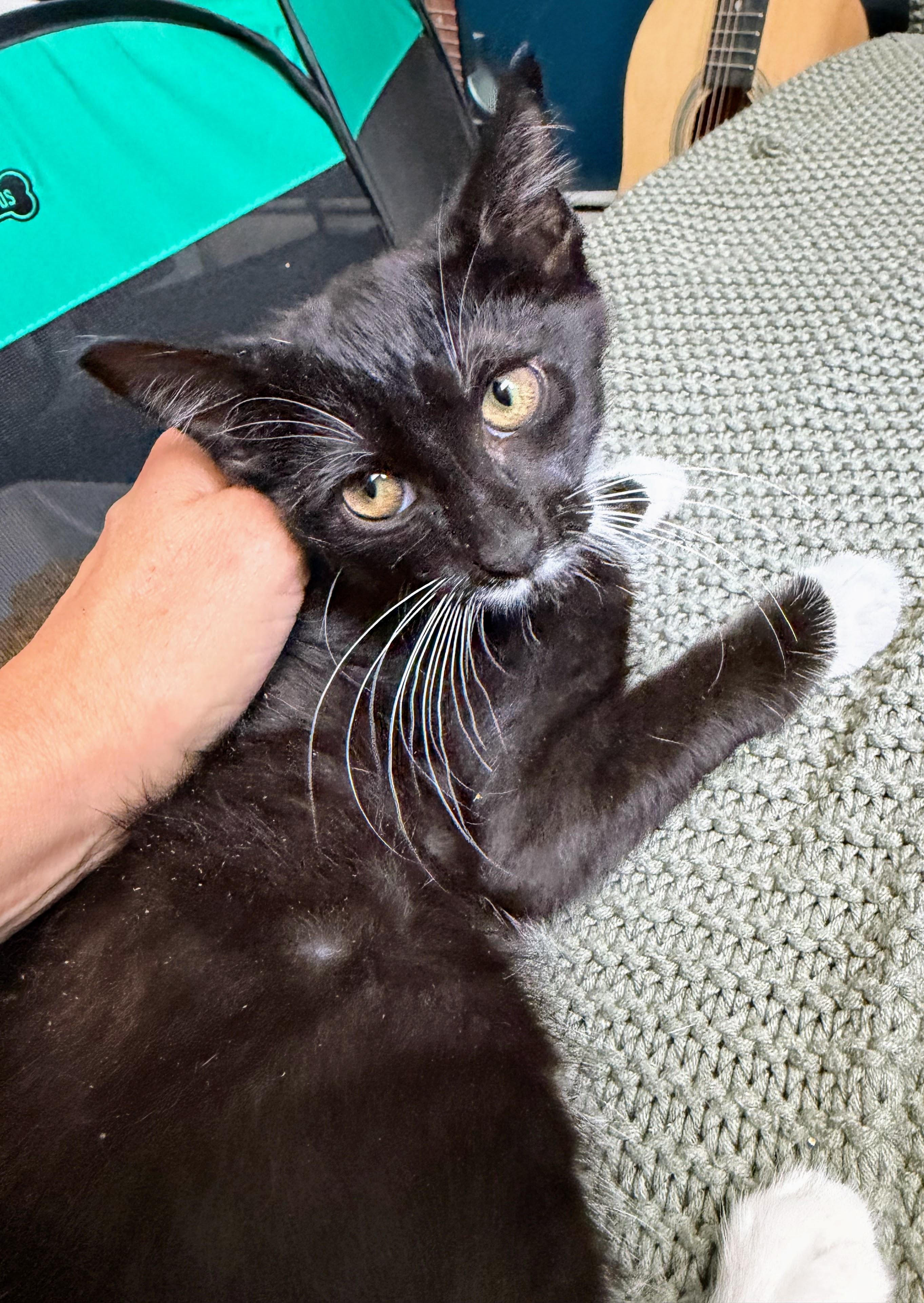 Linden, Adoptable, Kitten Female Domestic Short Hair.