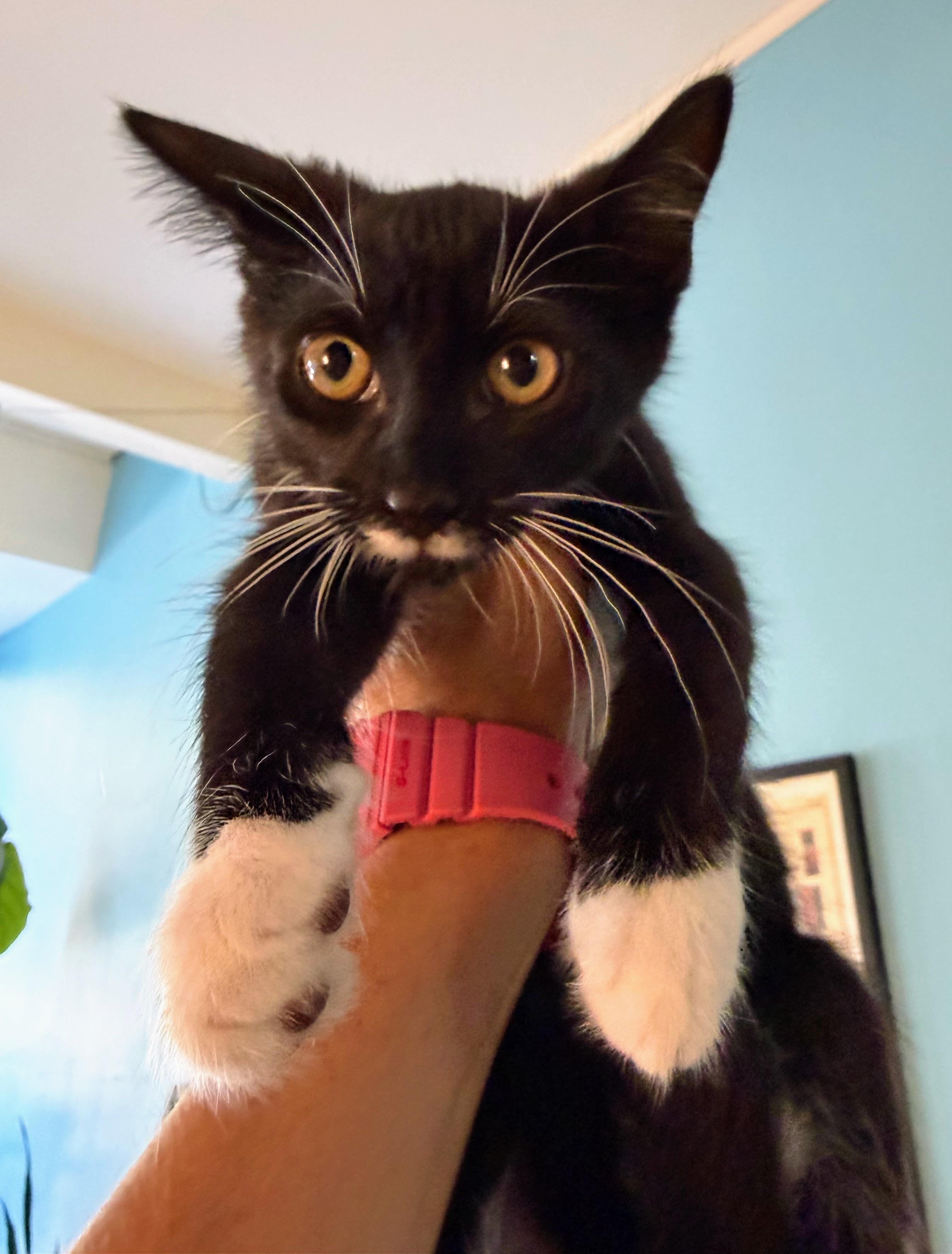 Linden, a Adoptable Domestic Short Hair in Brooklyn, NY image 2/2