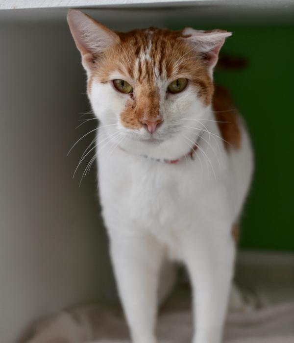Jack, Adoptable, Senior Male Domestic Short Hair.