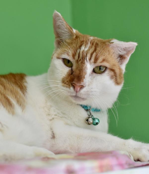 Enlarge Jack, a Adoptable Domestic Short Hair in Marietta, GA image 2/5