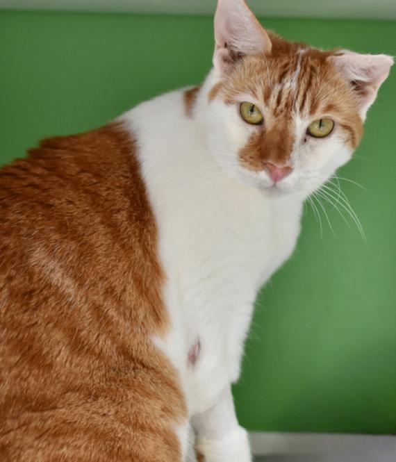 Enlarge Jack, a Adoptable Domestic Short Hair in Marietta, GA image 3/5