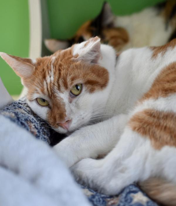 Enlarge Jack, a Adoptable Domestic Short Hair in Marietta, GA image 4/5