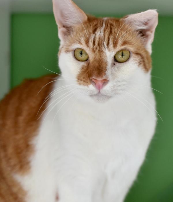 Enlarge Jack, a Adoptable Domestic Short Hair in Marietta, GA image 5/5