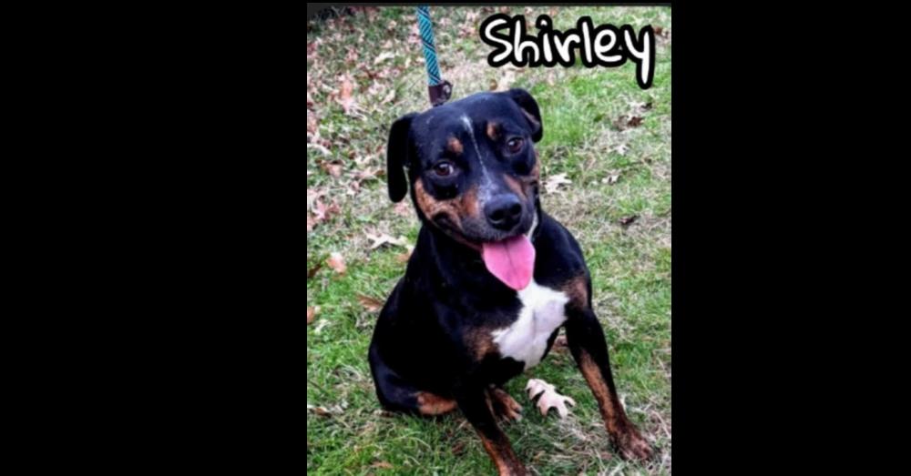 Shirley (CP), Adoptable, Young Female Beagle.
