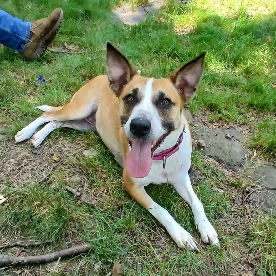 Enlarge GumDrop, a ADOPTABLE mixed breed in Saugerties, NY image 4/6