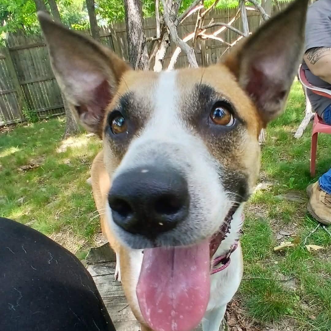Enlarge GumDrop, a ADOPTABLE mixed breed in Saugerties, NY image 2/6