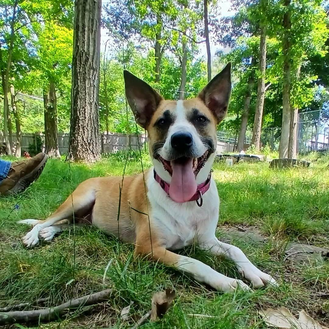 GumDrop, ADOPTABLE, Adult Female Mixed Breed.