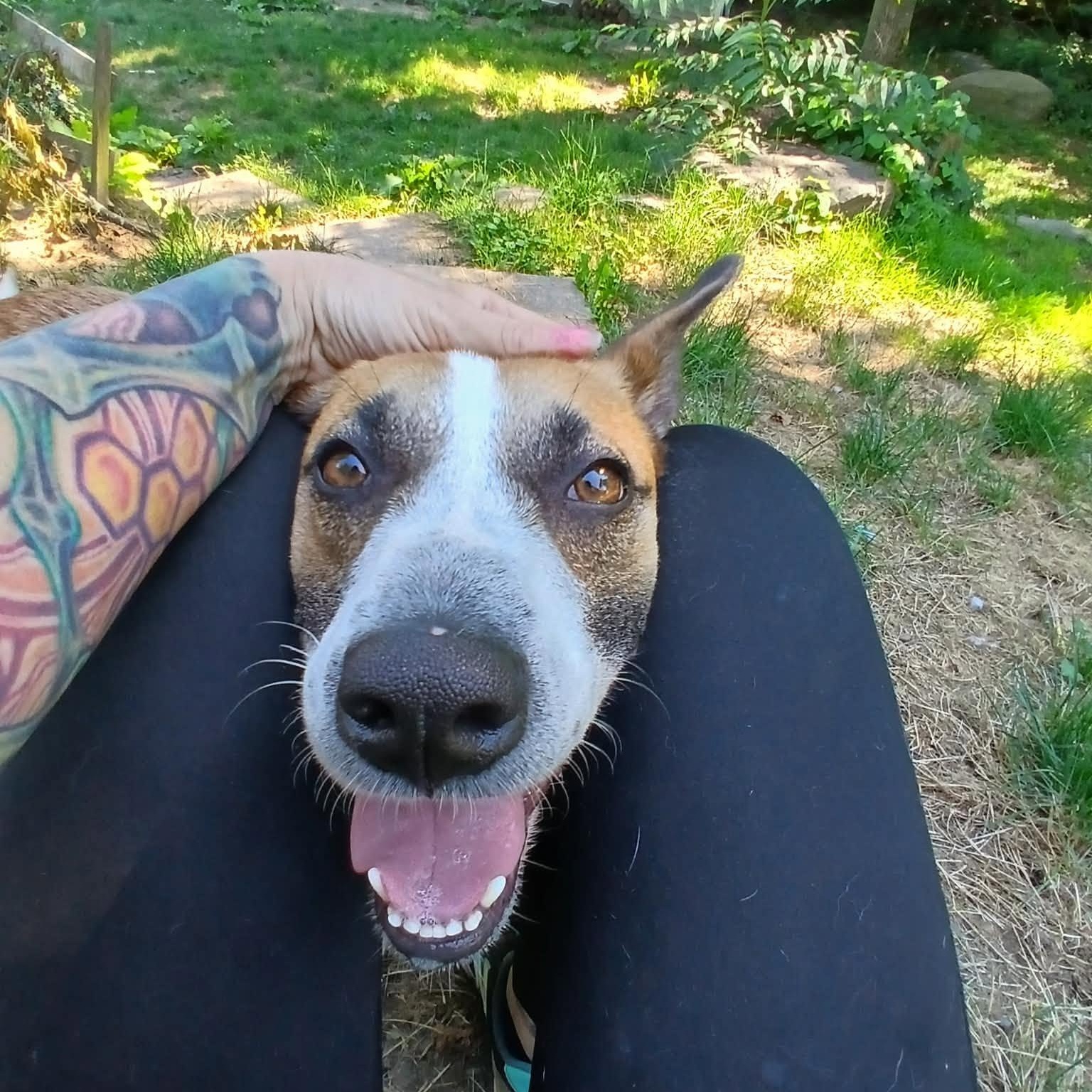 Enlarge GumDrop, a ADOPTABLE mixed breed in Saugerties, NY image 3/6
