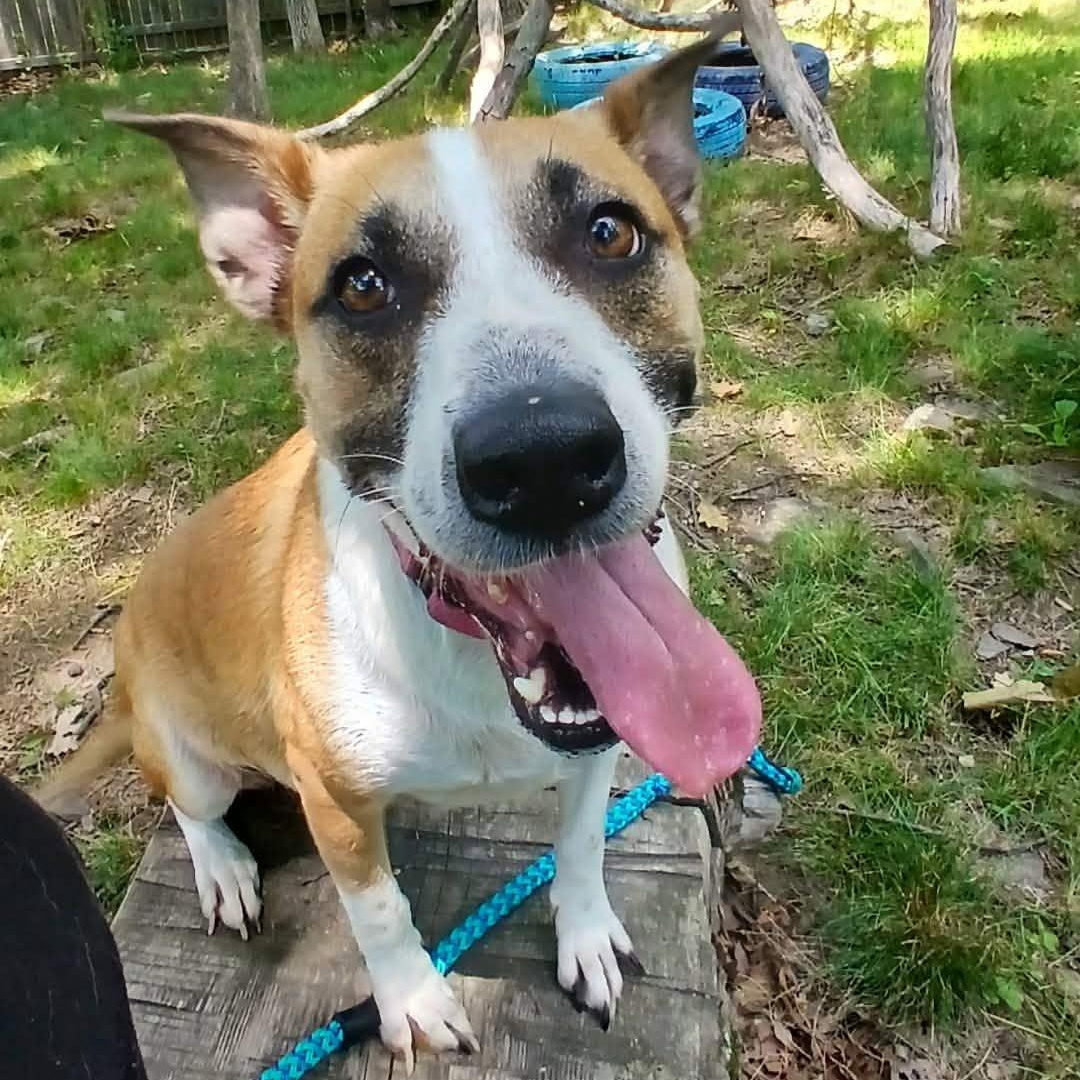 Enlarge GumDrop, a ADOPTABLE mixed breed in Saugerties, NY image 6/6