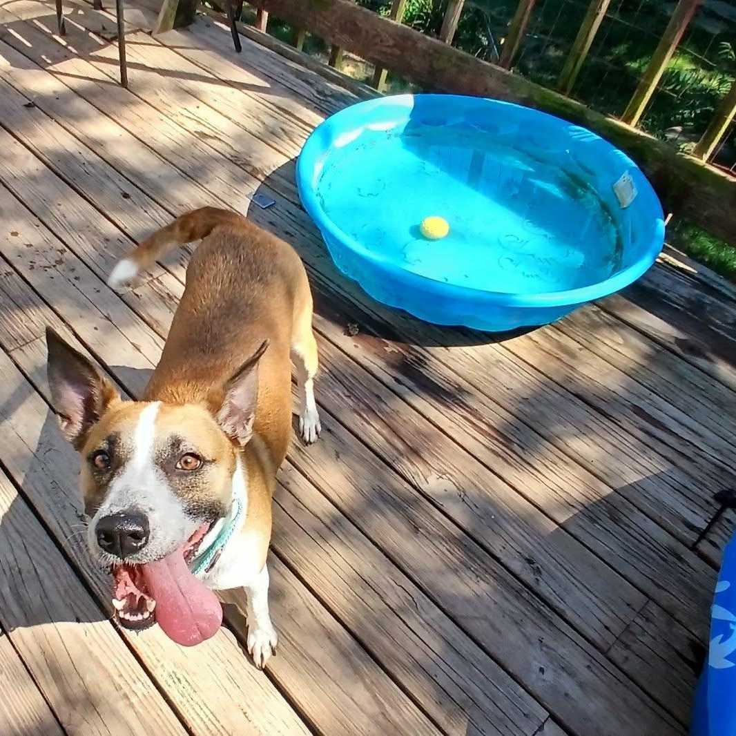 Enlarge GumDrop, a ADOPTABLE mixed breed in Saugerties, NY image 5/6