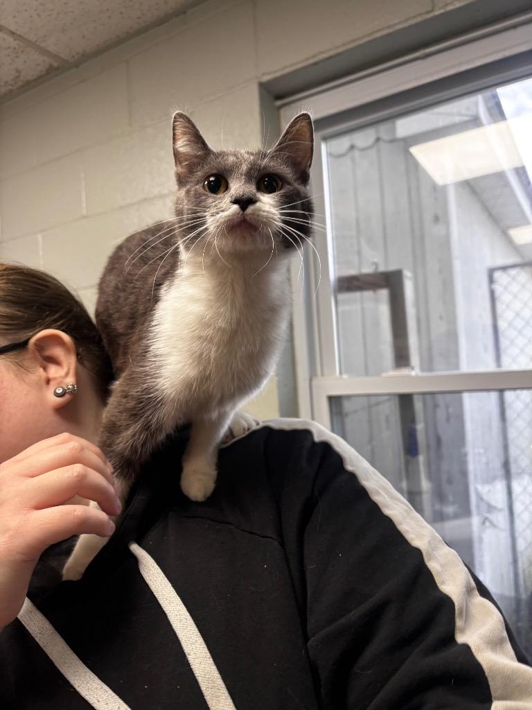 Enlarge Ethel, a Adopted mixed breed in New Manchester, WV image 1/1