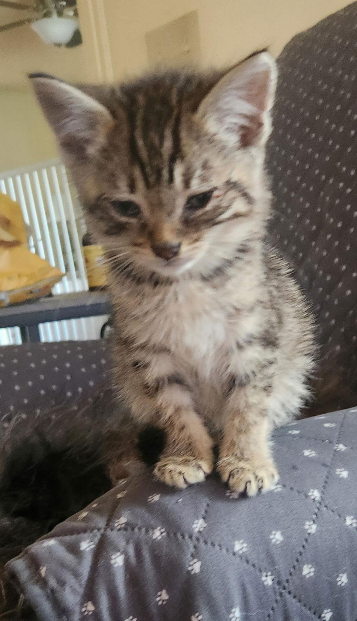 Enlarge Kringle, a Adopted Domestic Medium Hair in Blairsville, GA image 1/1