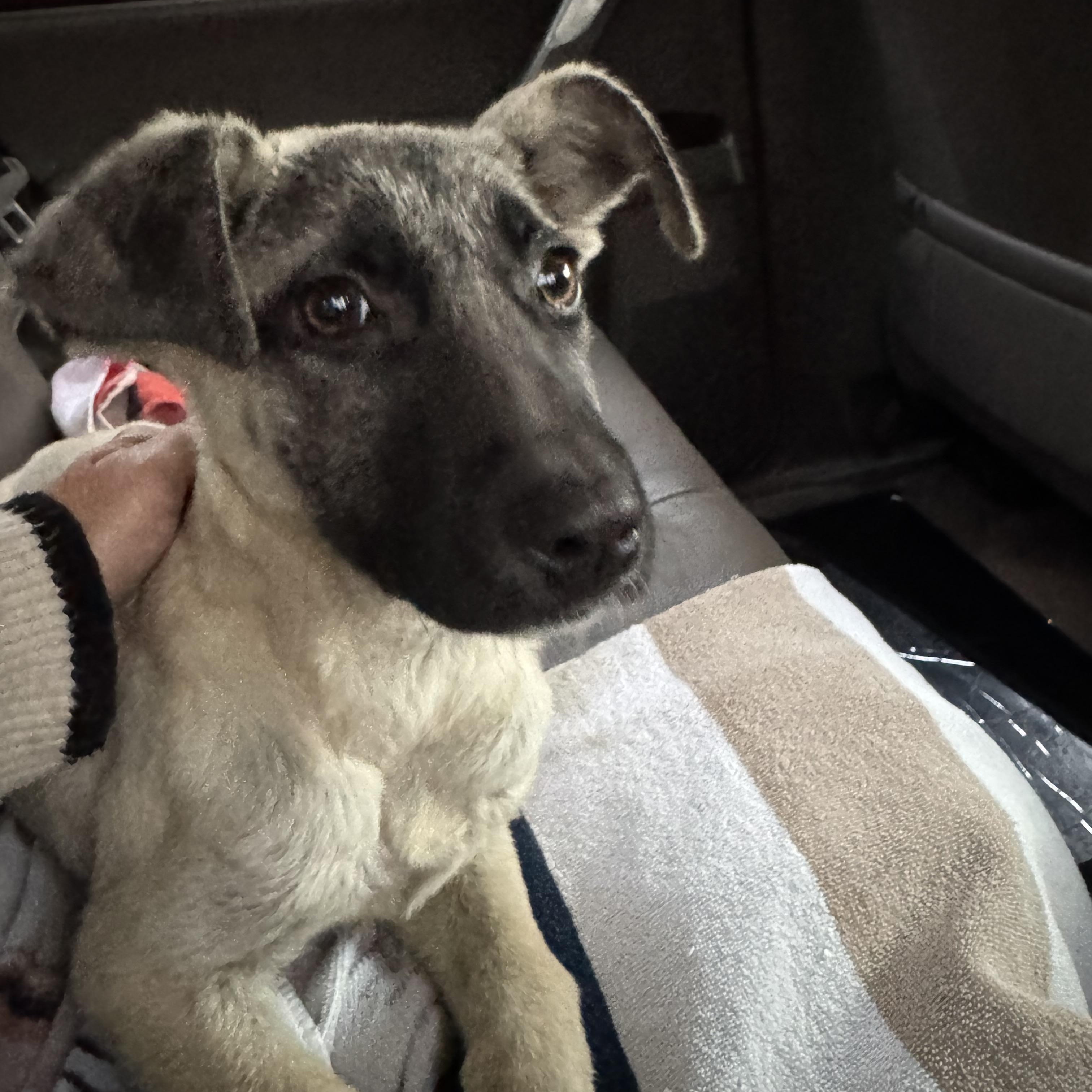 Apollo, a ADOPTABLE mixed breed in Park Forest, IL image 1/6