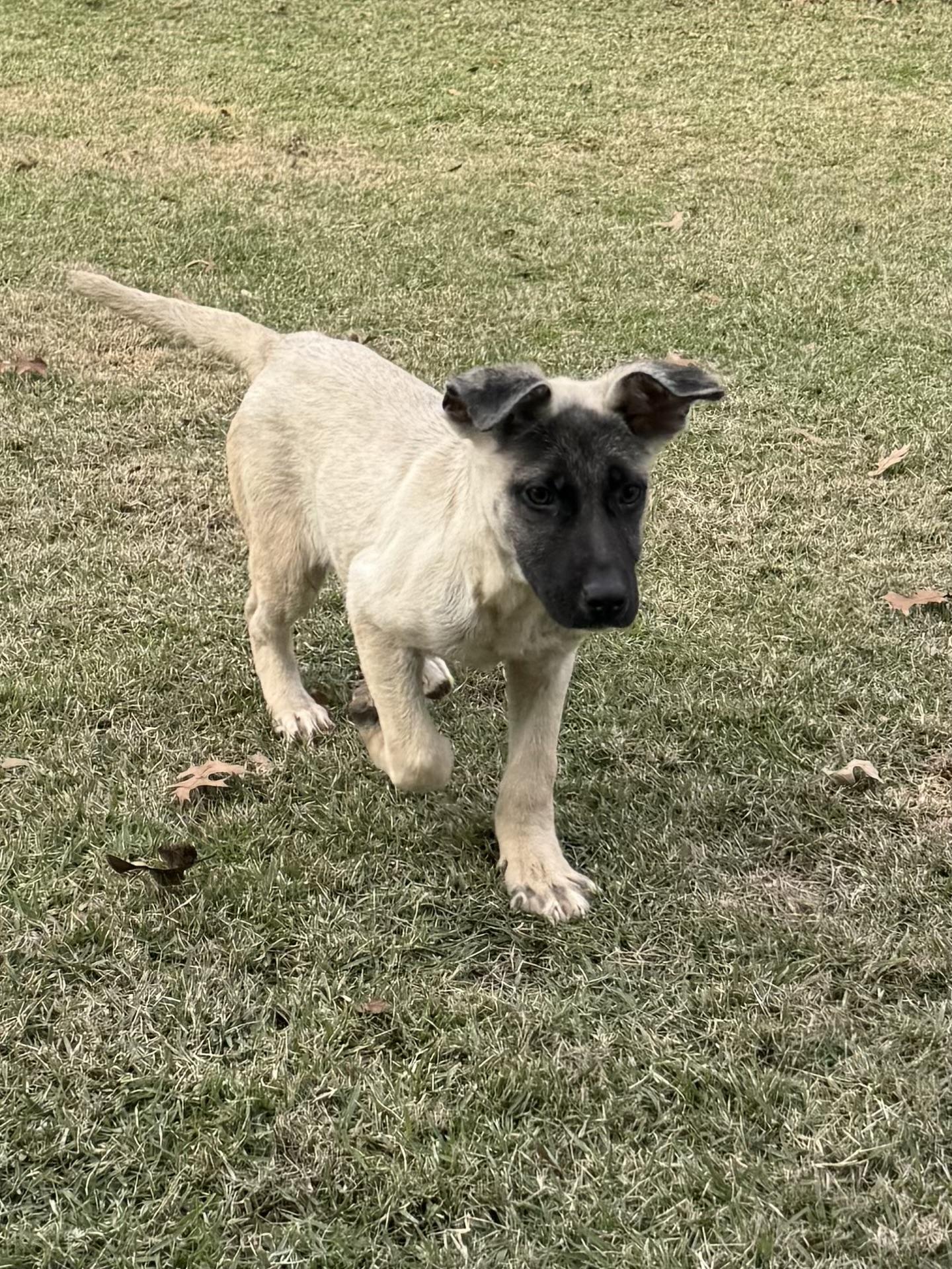 Apollo, a ADOPTABLE mixed breed in Park Forest, IL image 2/6