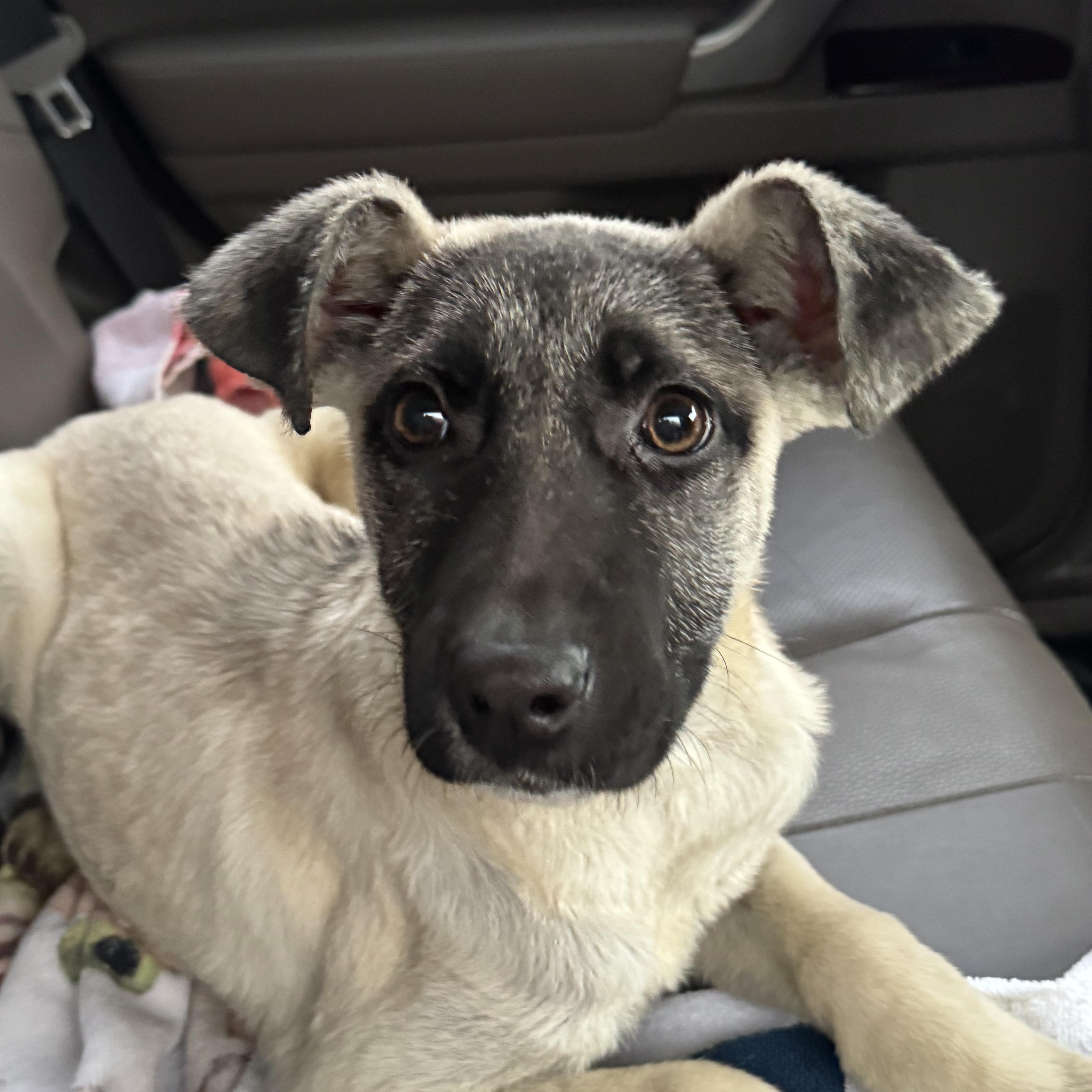 Apollo, a ADOPTABLE mixed breed in Park Forest, IL image 3/6