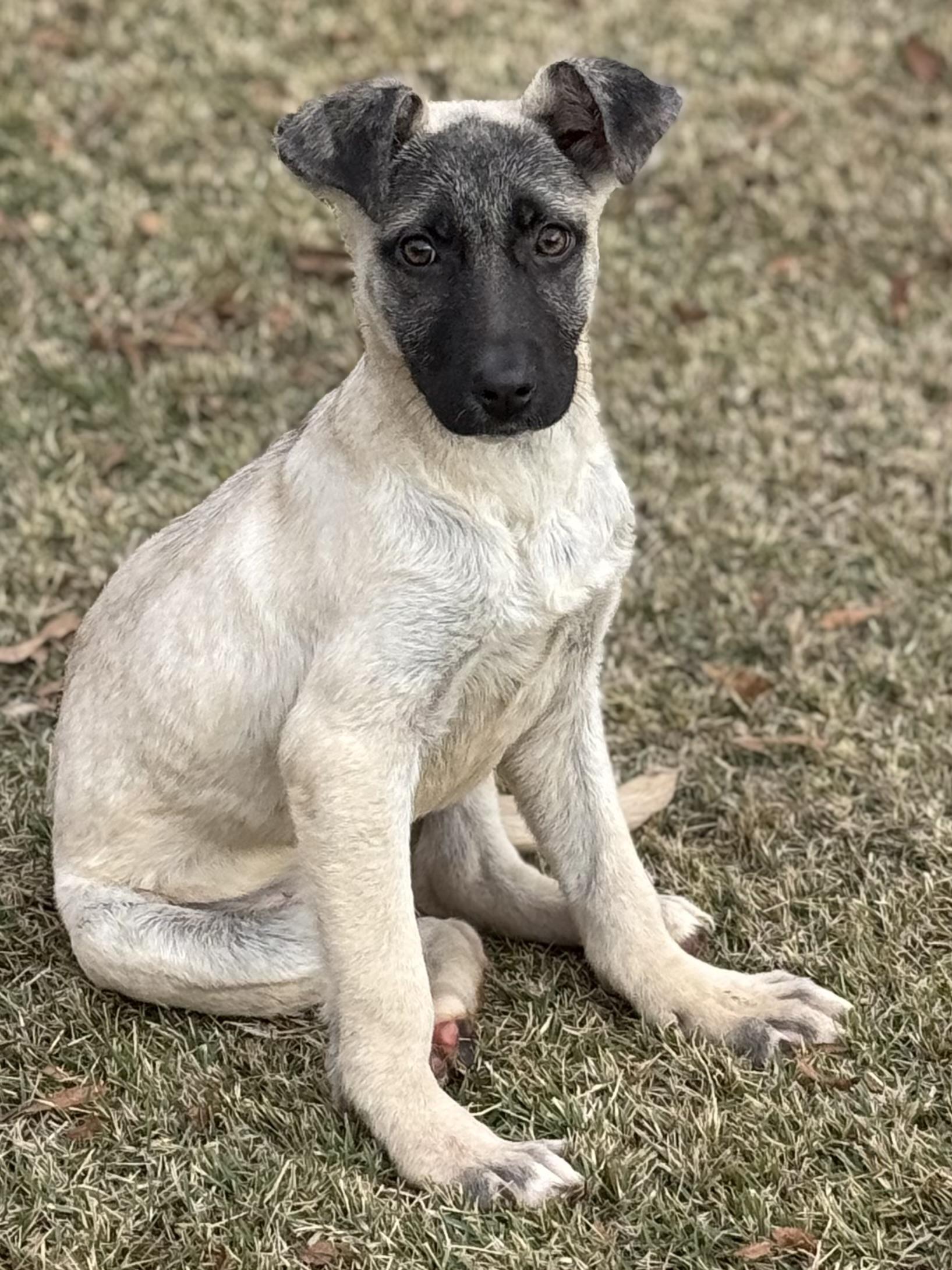 Apollo, a ADOPTABLE mixed breed in Park Forest, IL image 4/6