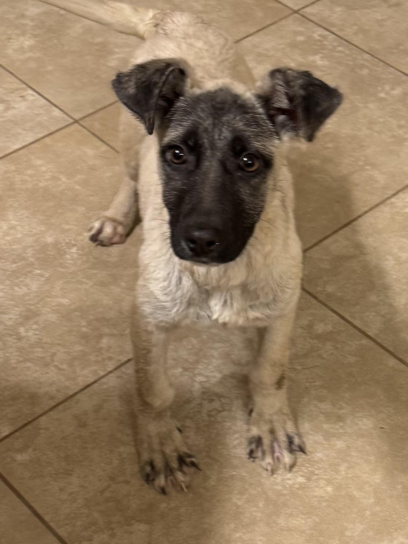 Apollo, a ADOPTABLE mixed breed in Park Forest, IL image 5/6