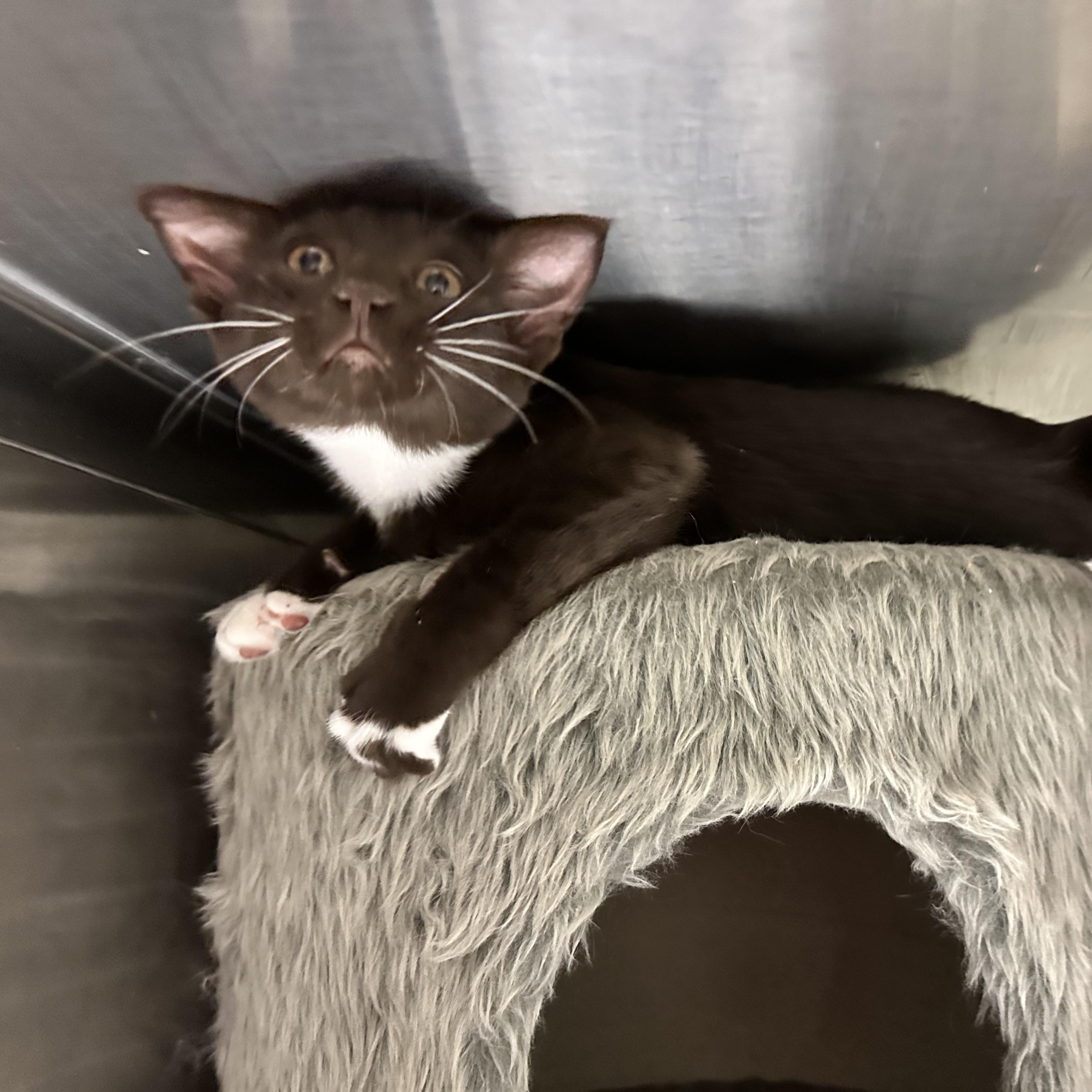 Enlarge Beans, a Adopted Havana in Sacramento, CA image 4/6