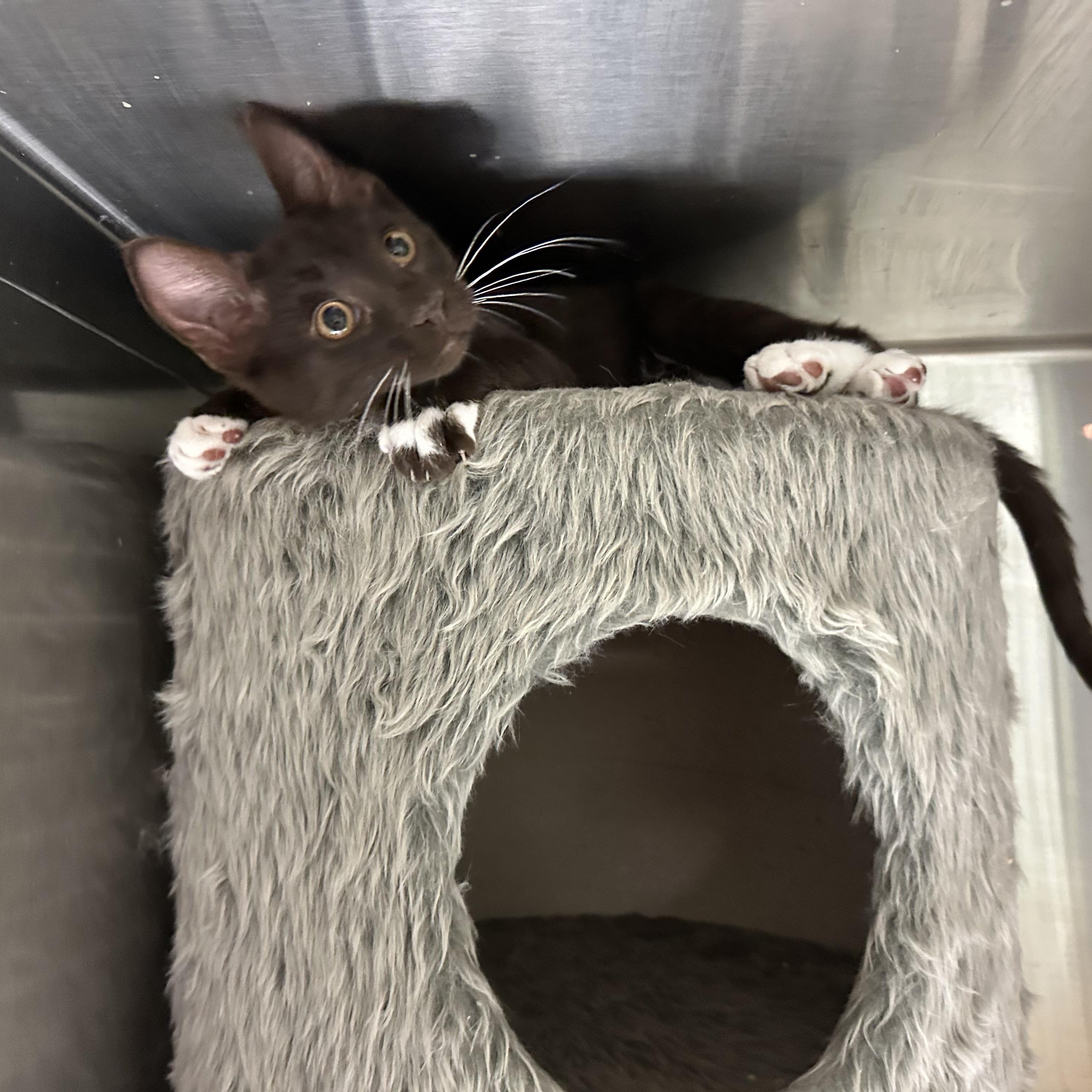 Enlarge Beans, a Adopted Havana in Sacramento, CA image 5/6