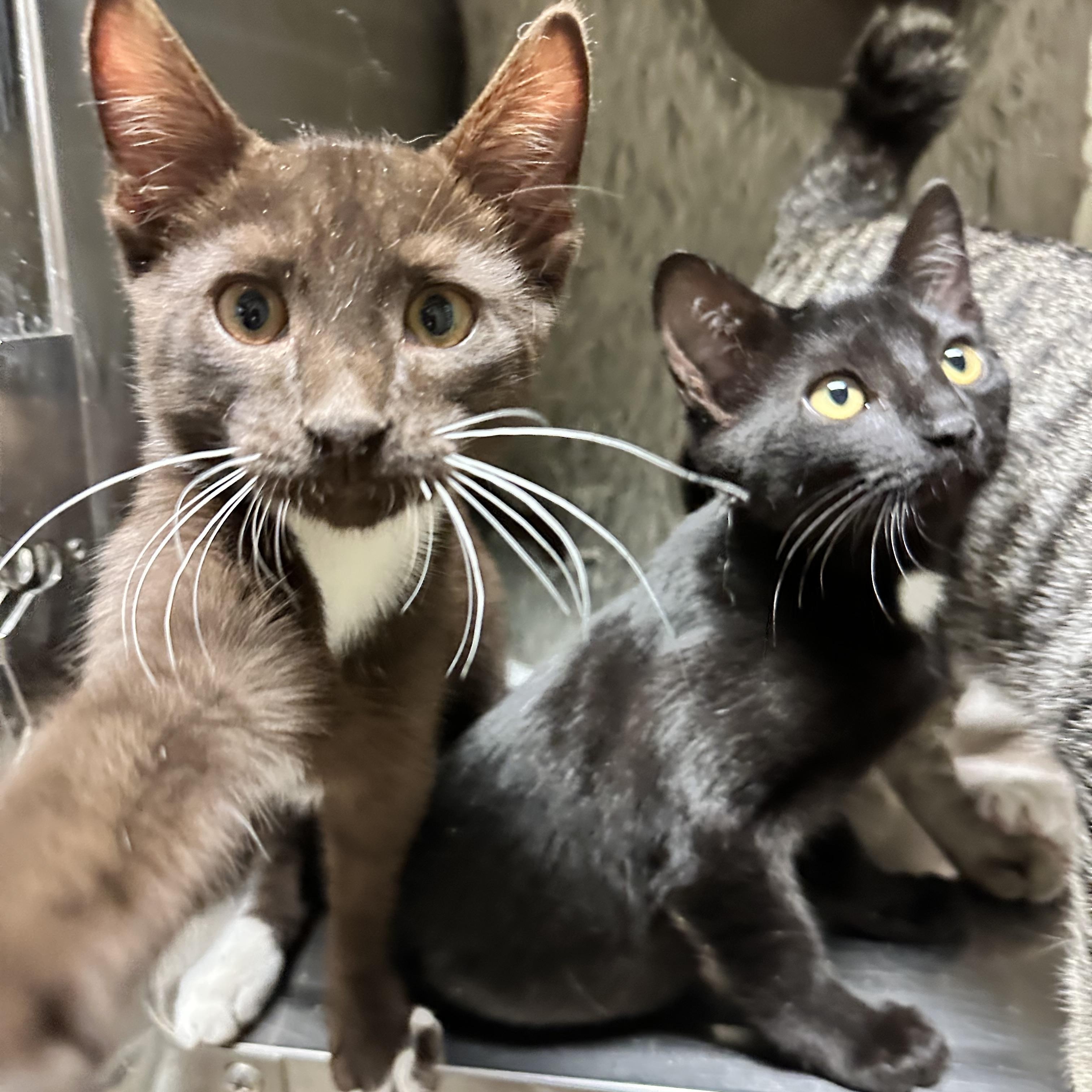 Enlarge Beans, a Adopted Havana in Sacramento, CA image 3/6