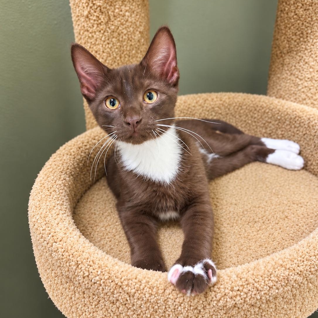 Beans, Adopted, Kitten Male Havana.