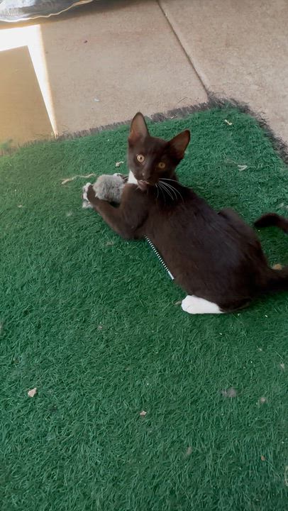 Enlarge Beans, a Adopted Havana in Sacramento, CA video 6/6