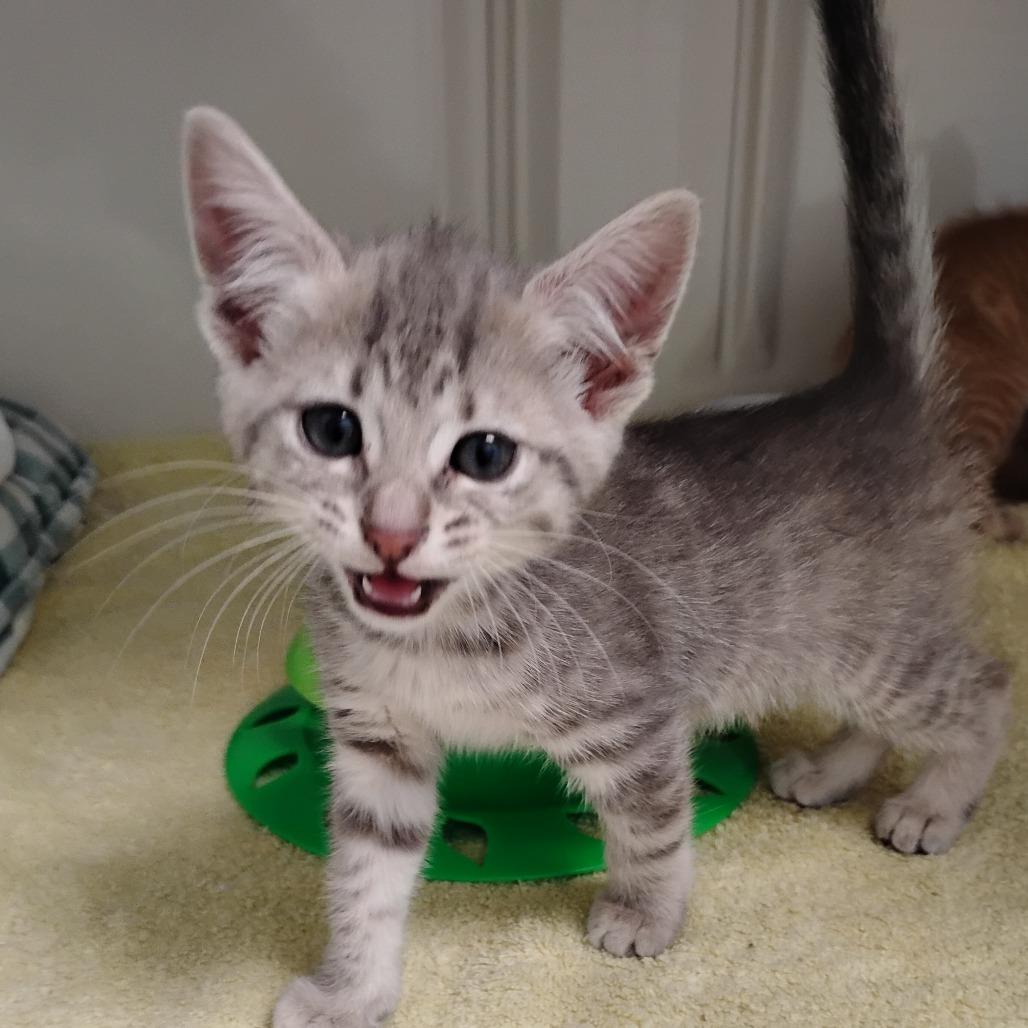 Cupcake, Adoptable, Kitten Female Domestic Short Hair.