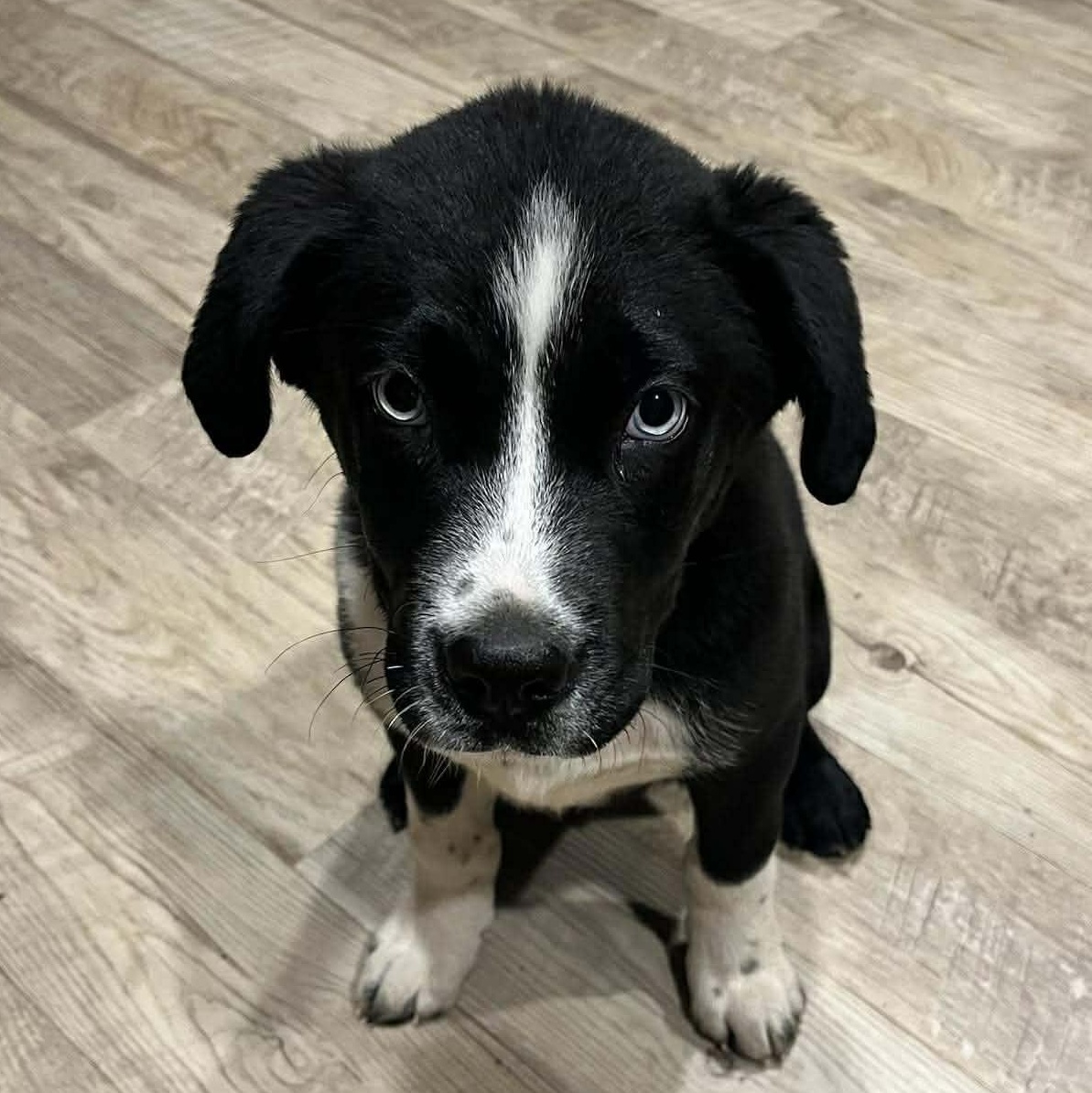 Enlarge Hix, an adopted mixed breed in Petersburg, IL image 4/6