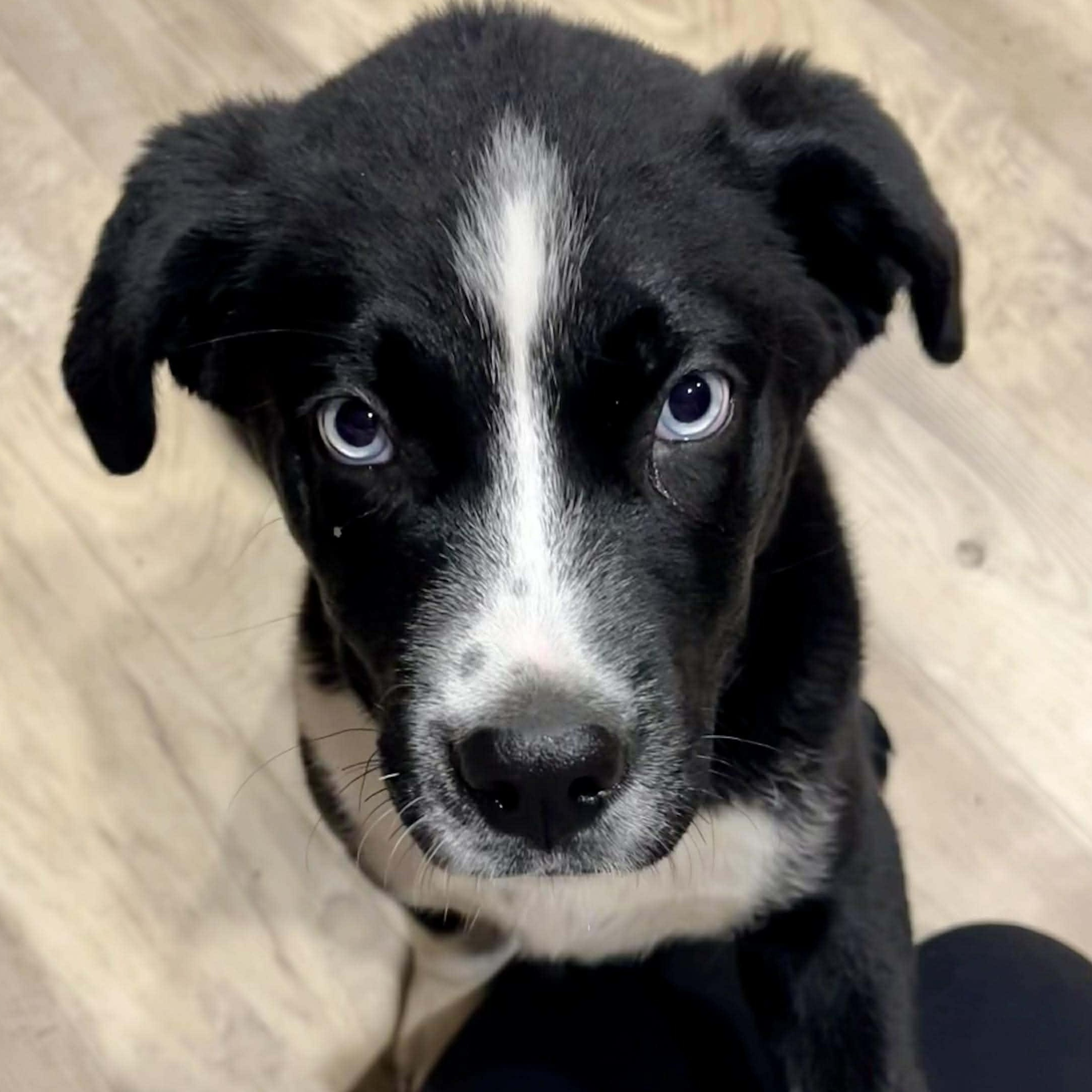 Hix, adopted, Puppy Male Black Labrador Retriever & Border Collie.
