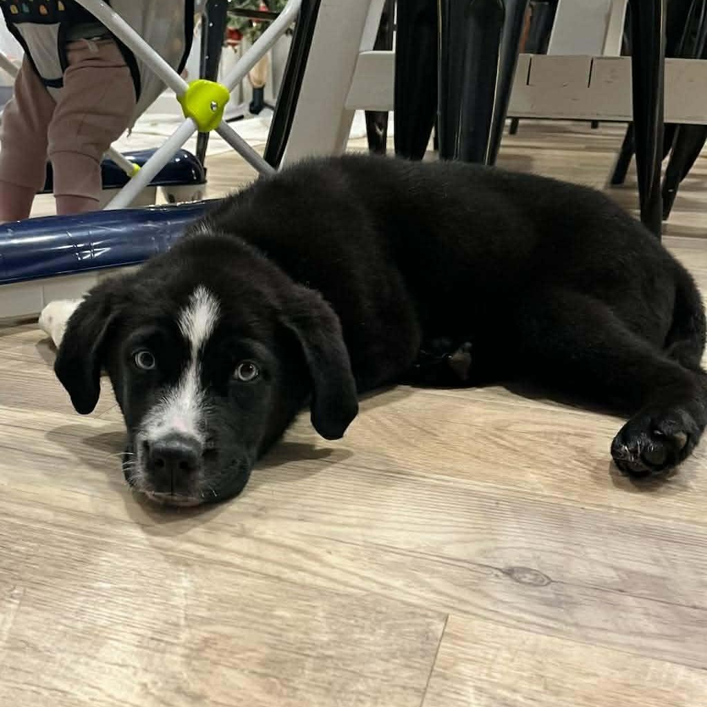 Enlarge Hix, an adopted mixed breed in Petersburg, IL image 3/6