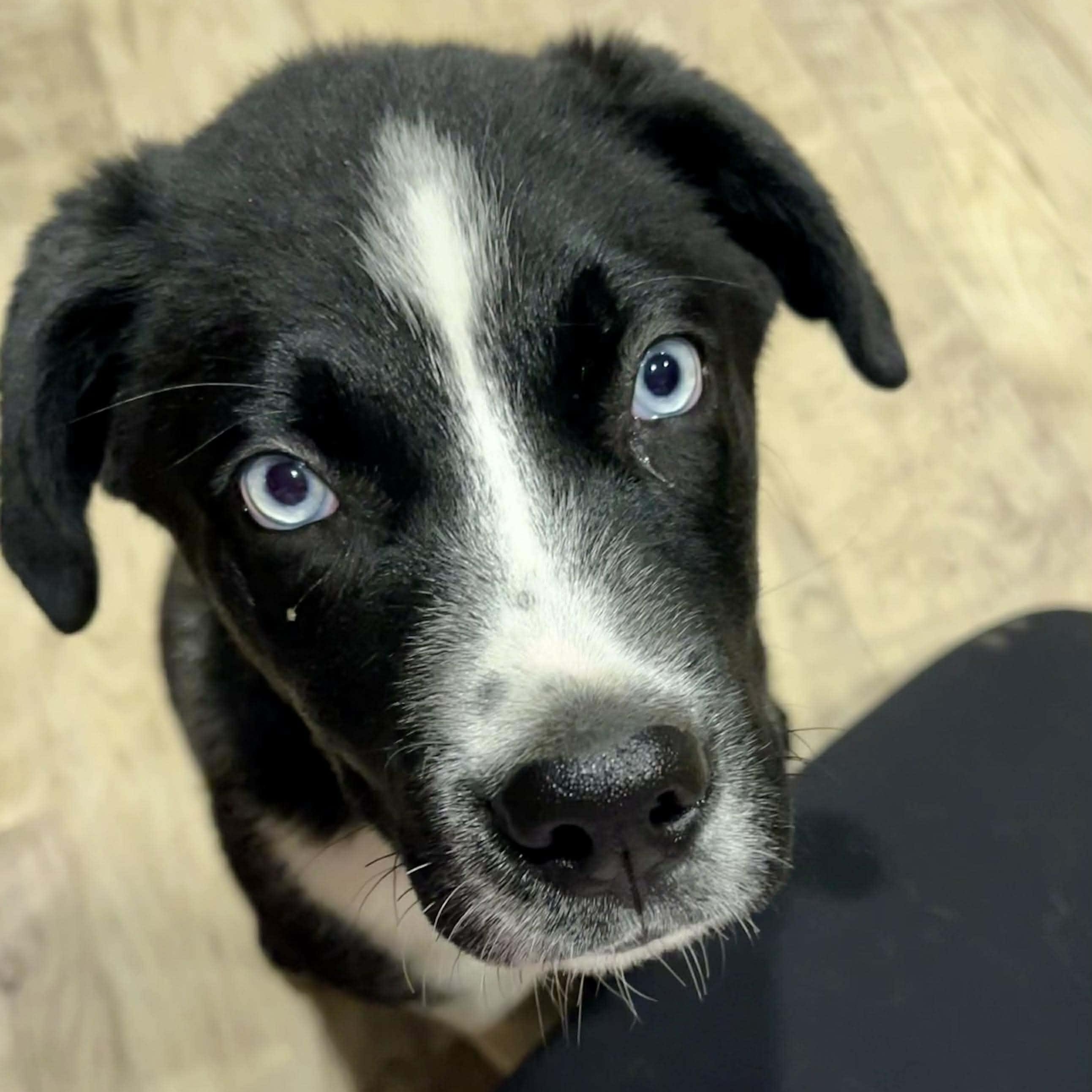 Enlarge Hix, an adopted mixed breed in Petersburg, IL image 2/6